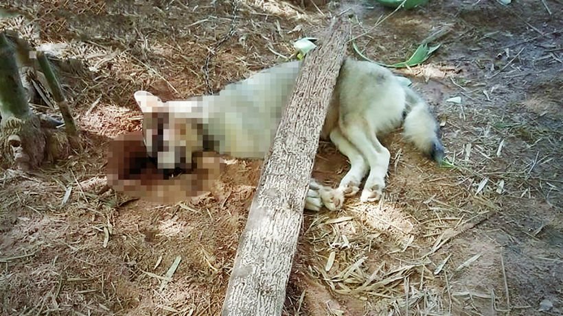 Separate tragedies across the nation | News by The Thaiger