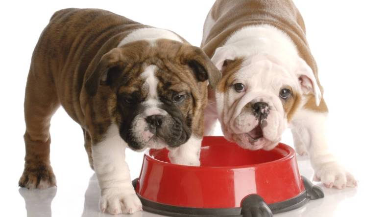 It can be hard to say no to a cute puppy but don't rush in and fall for a scam.