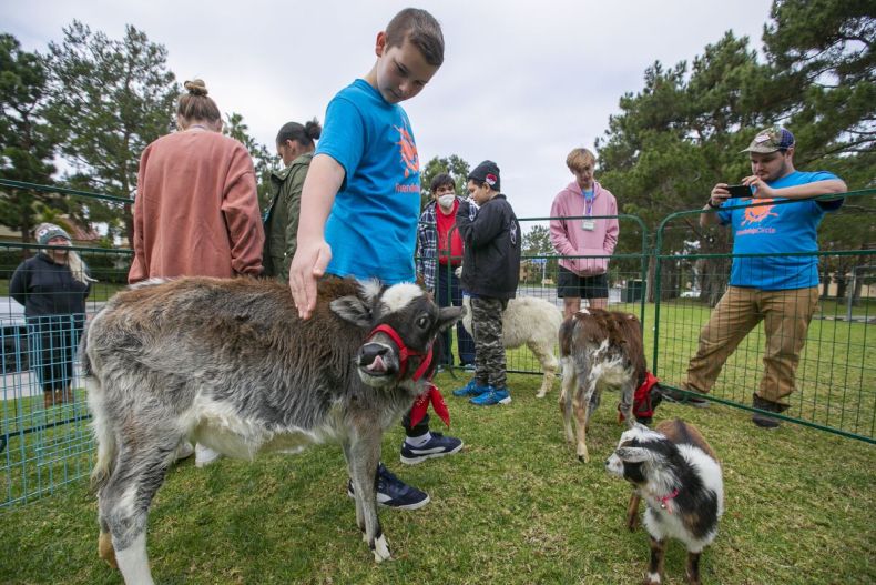 Chase Schwegel, 13, pets a miniature cow at the Rah Rah Ranch petting zoo at Bonita Creek Park.