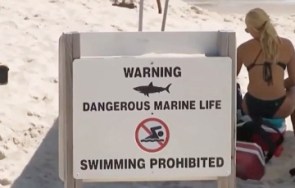 Shark attack is FOURTH in 2 weeks on same coast as man is hospitalized