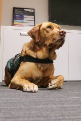 Champ the support dog