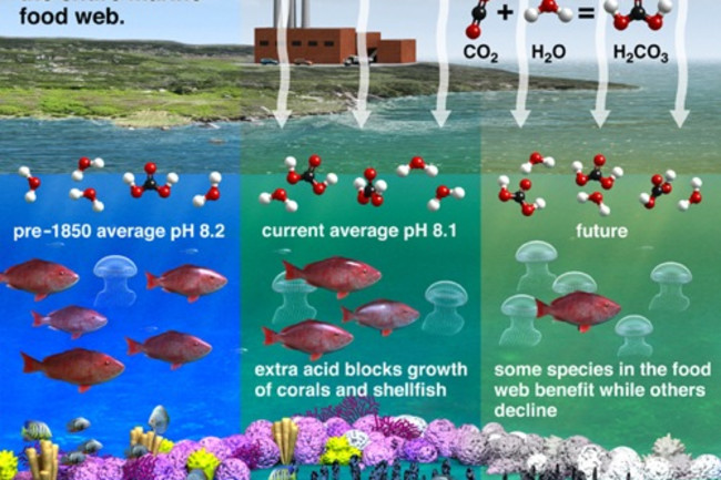 Ocean Acidification