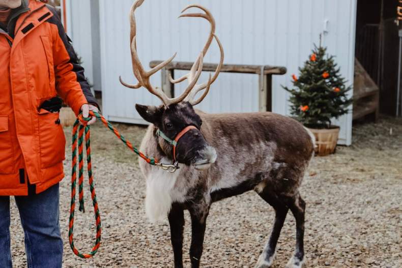 Reindeer Ranch in Kalamazoo